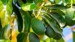 Avocados on the tree