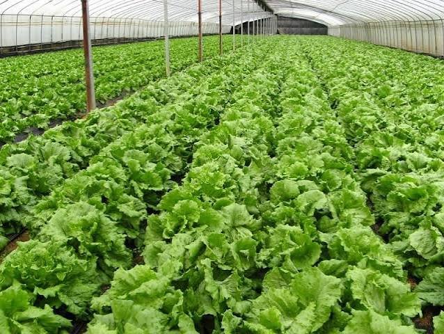 Lettuce growing in a greenhouse